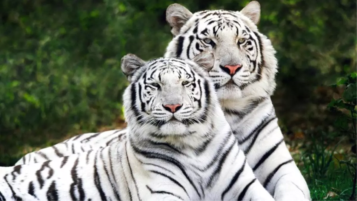 Küresel Isınma Nedeniyle 2070 Yılına Kadar Bengal Kaplanlarının Nesli Tükenecek