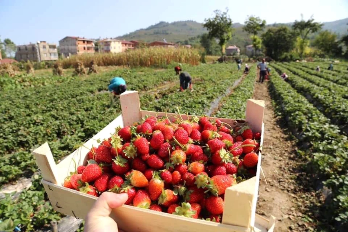 Ordu\'da Çilek Hasadı Yüz Güldürüyor