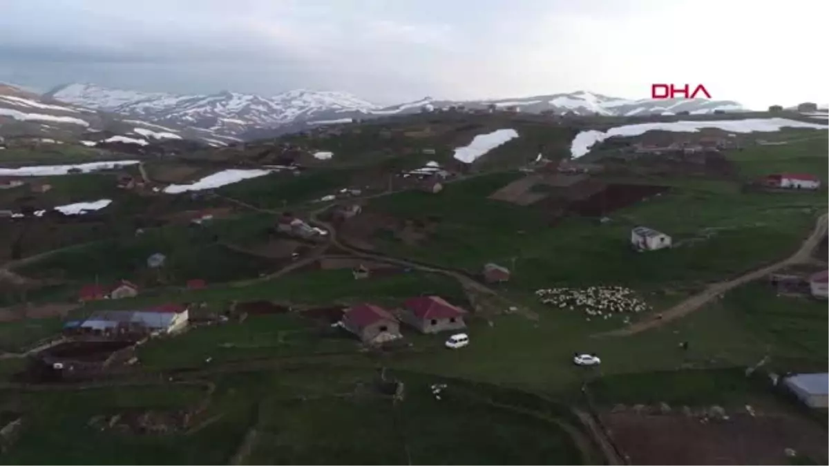 Ordu Karadeniz\'de Yayla Göçü Başladı