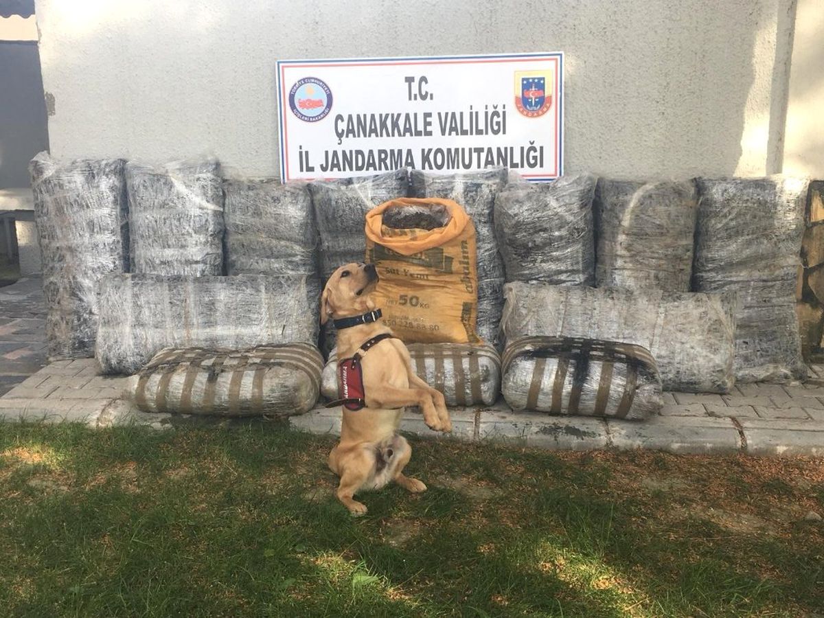 Piyasa Değeri 66 Milyon TL !
