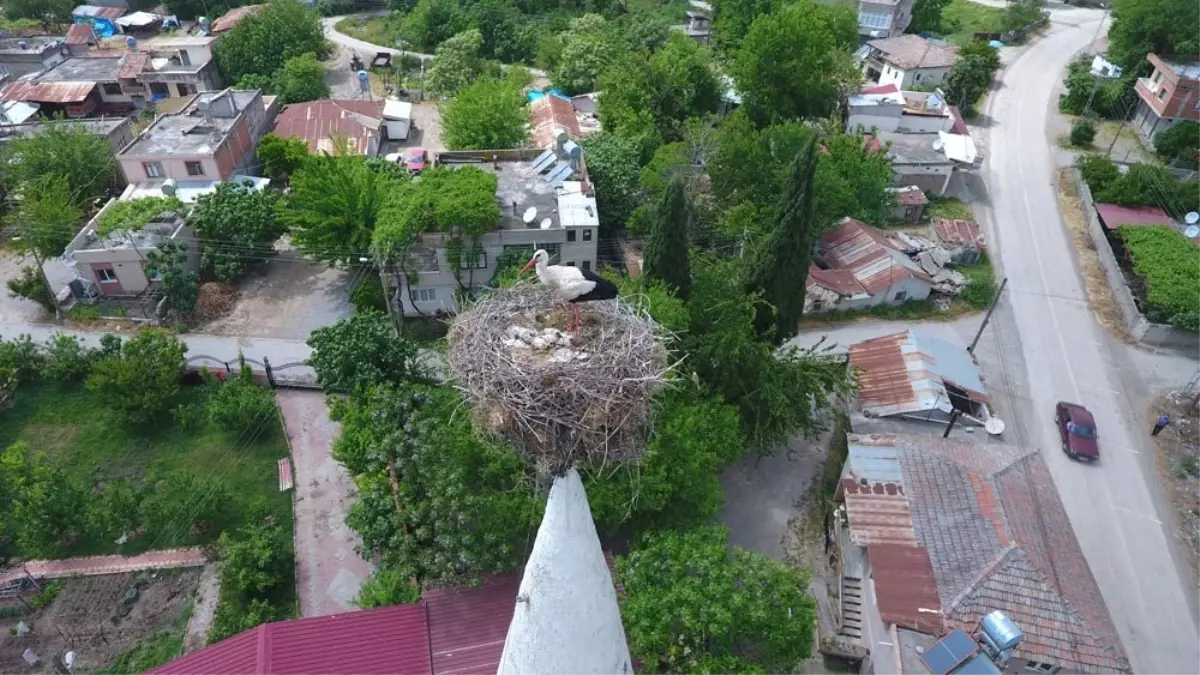 40 Yıldır Aynı Caminin Minaresine Yuva Yapıyorlar