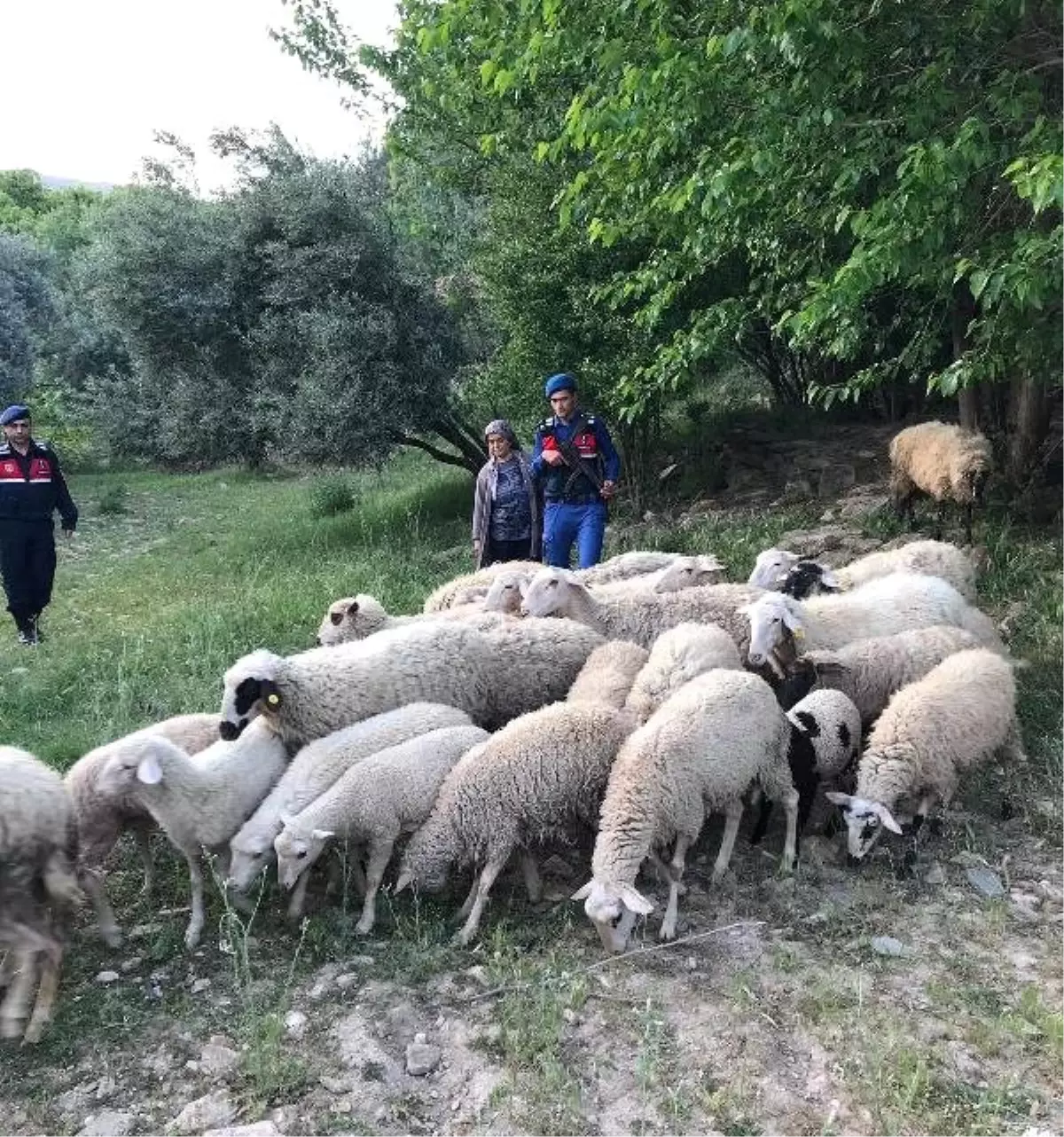 Ağıldan 32 Koyun Çalan Şüpheli Yakalandı