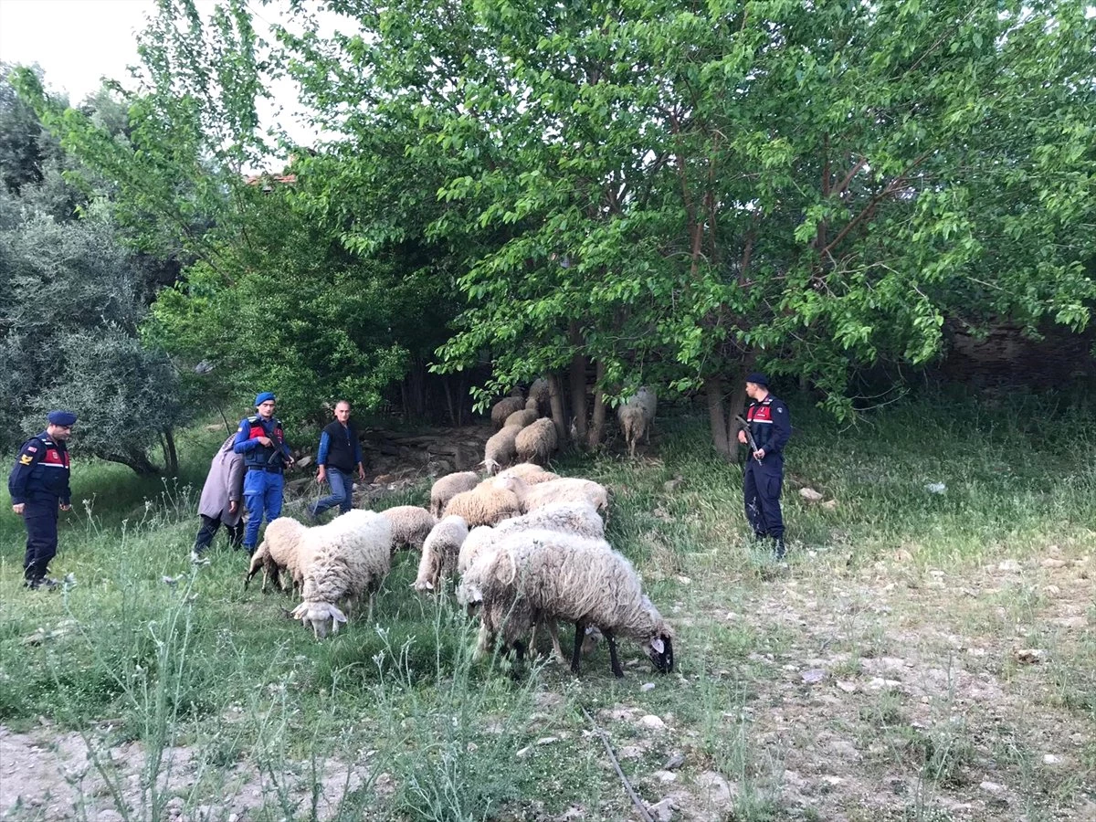 Ağıldan Çalınan Koyunları Jandarma Buldu