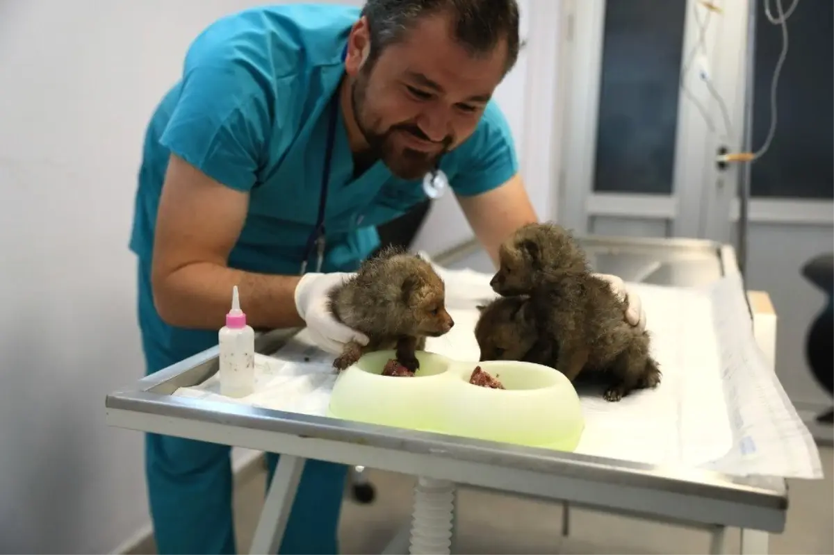 Annelerinin Terk Ettiği Yavru Tilkiler Koruma Altına Alındı