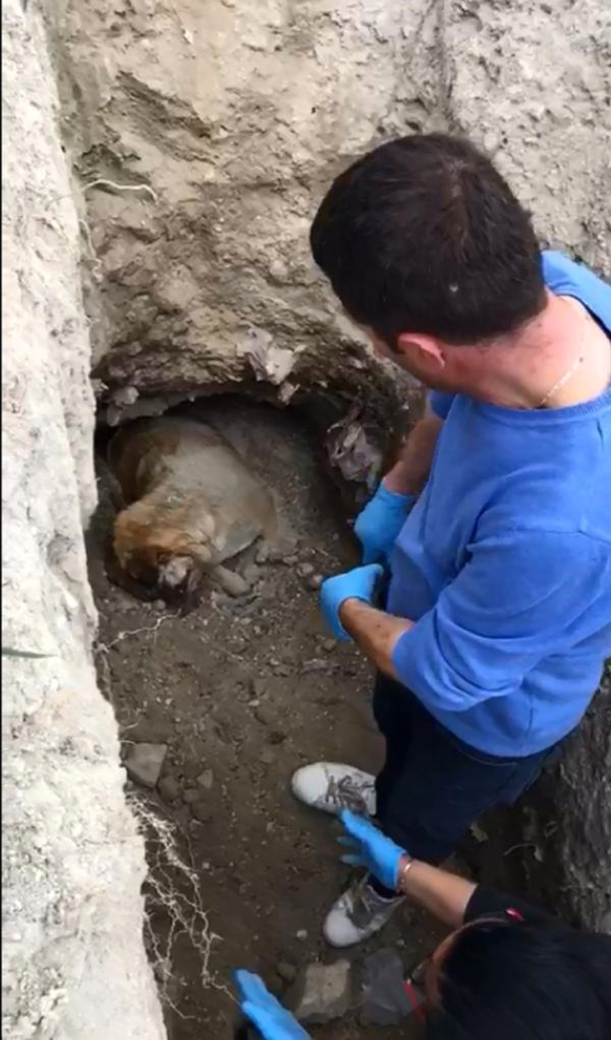 Barınak Yakınındaki Köpek Ölüleriyle İlgili Disiplin Soruşturması