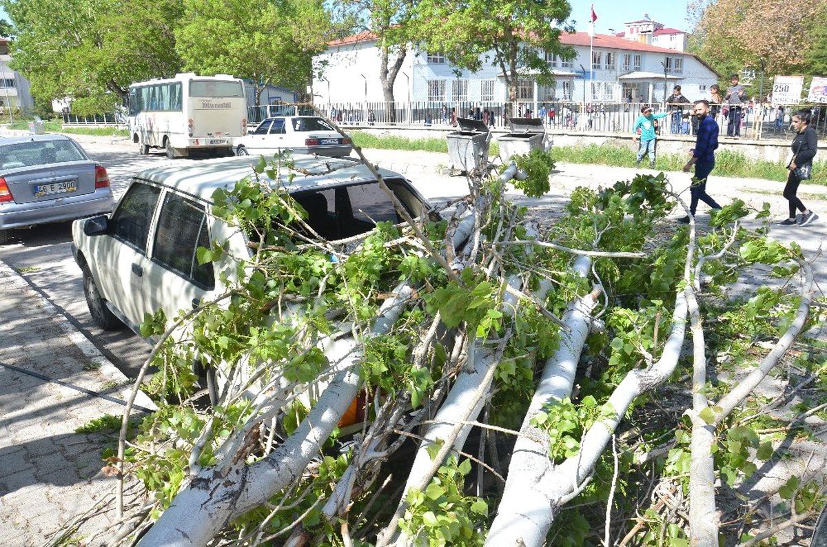 Çürük Kavak Ağacı Otomobilin Üzerine Devrildi