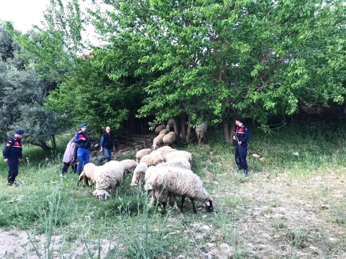 Karacasu\'dan Gelip Sultanhisar\'dan 32 Koyun Çalan Hırsız Jandarmadan Kaçamadı