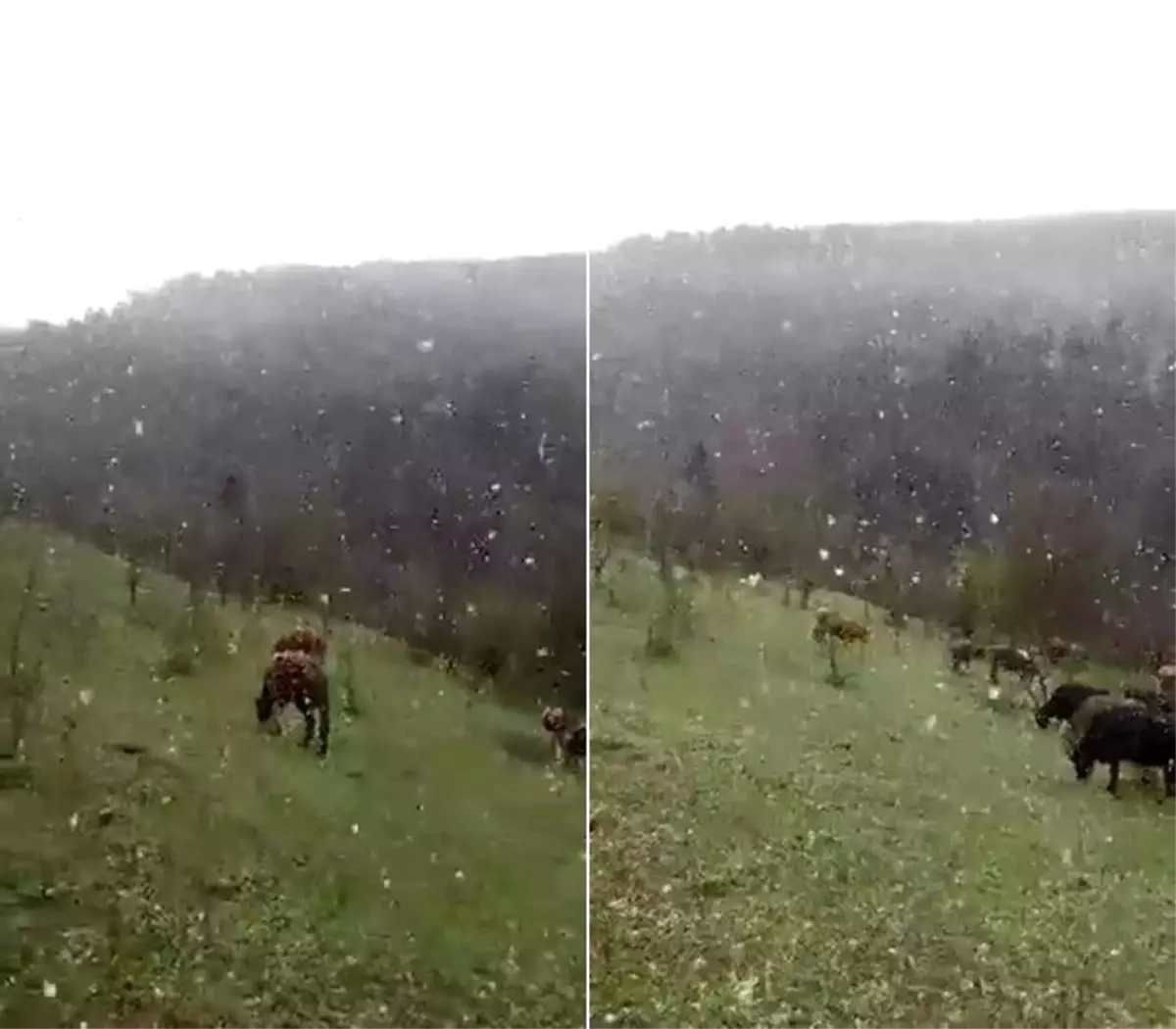 Mayıs Ayında Lapa Lapa Yağan Kar Şaşırttı