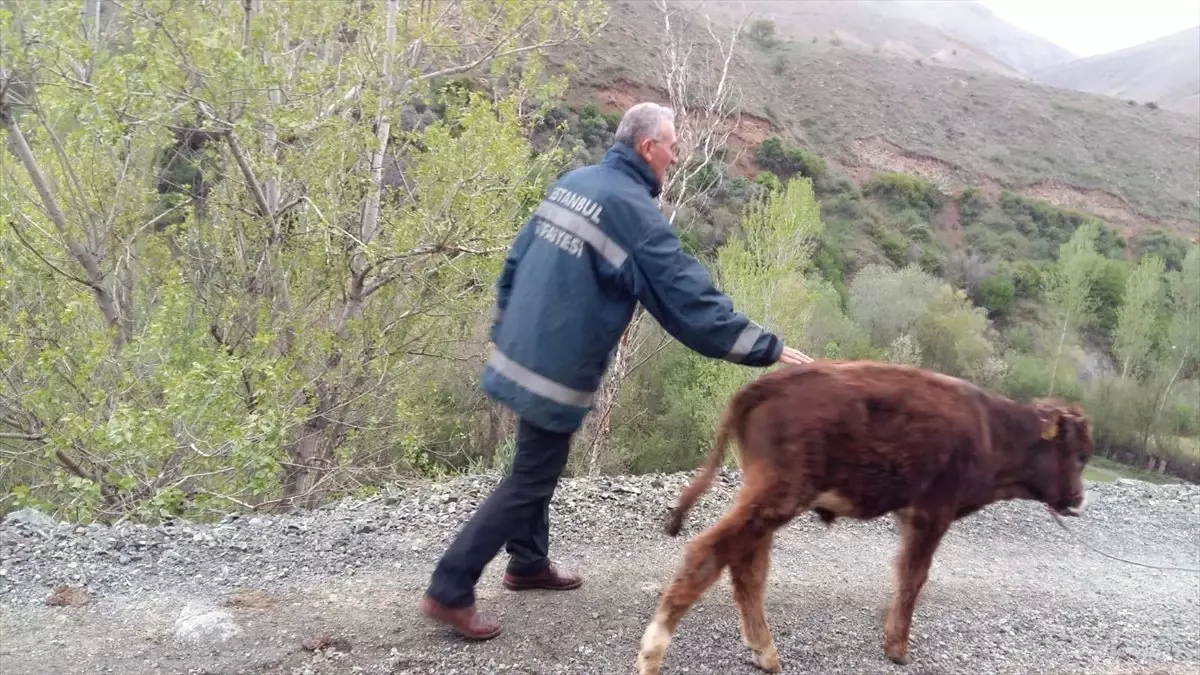 Uçuruma Düşen Buzağı Kurtarıldı