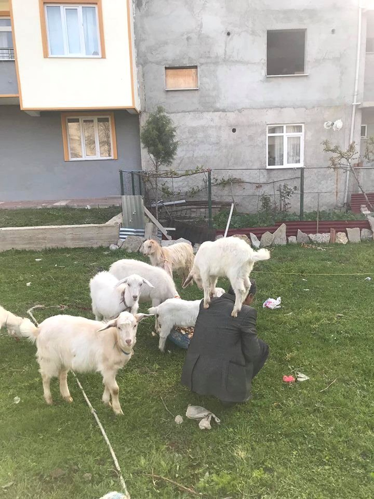 Yavru Oğlak Sahibinin Omzunda Yaşıyor