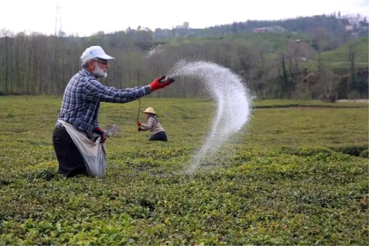 Çay Üreticisinin Gübre Sıkıntısı