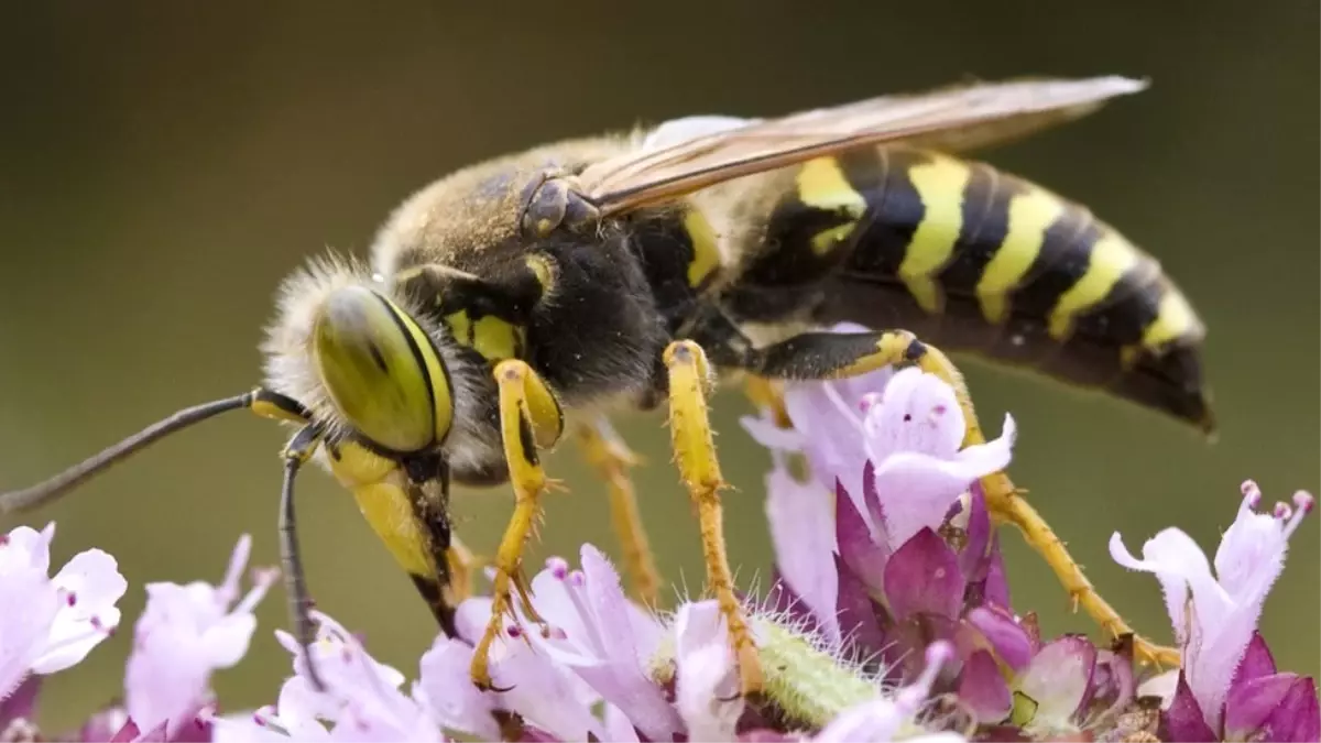 Eşek Arıları Bu Denklemi Çözebiliyor: X, Y\'den, Y de Z\'den Büyükse X, Z\'den Büyüktür
