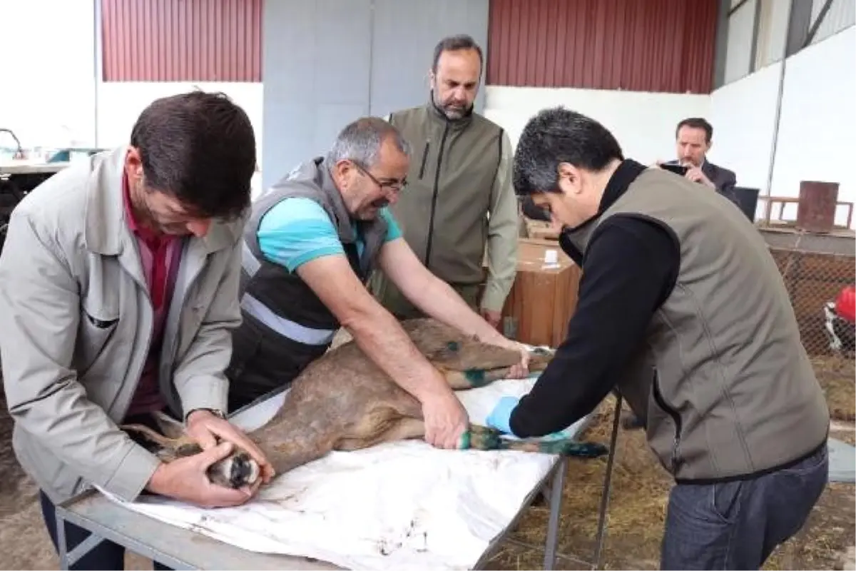 Hes Kanalından Kurtarılan Karacalar, Tedavileri Sonrası Doğaya Bırakıldı