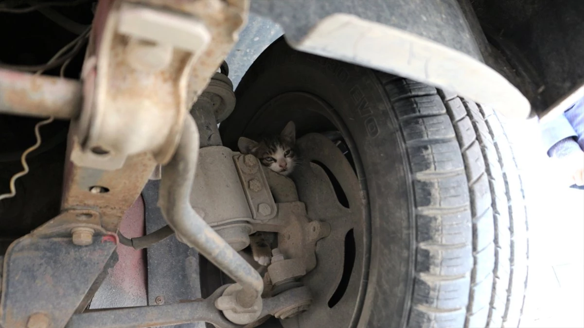 Otomobilin Motor Kısmına Giren Yavru Kedi Kurtarıldı