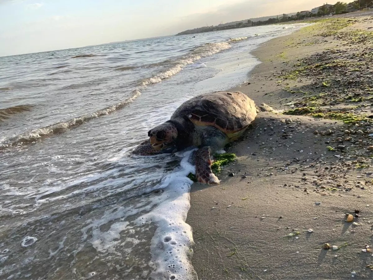 Marmara Denizinde 35 Yıl Sonra Bir İlk Gerçekleşti