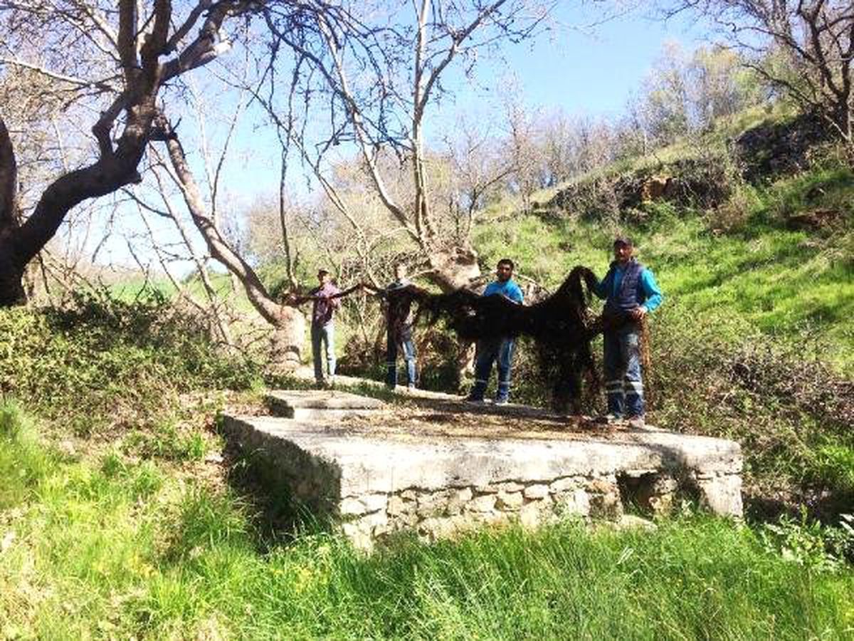 Su Borularından 10 Metrelik Ağaç Kökü Çıktı