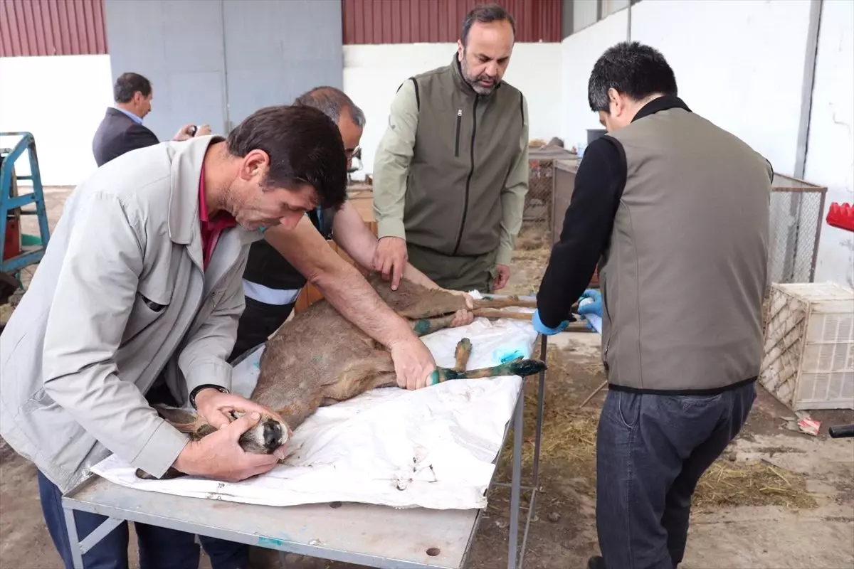 Tedavileri Tamamlanan Karacalar Doğaya Salındı