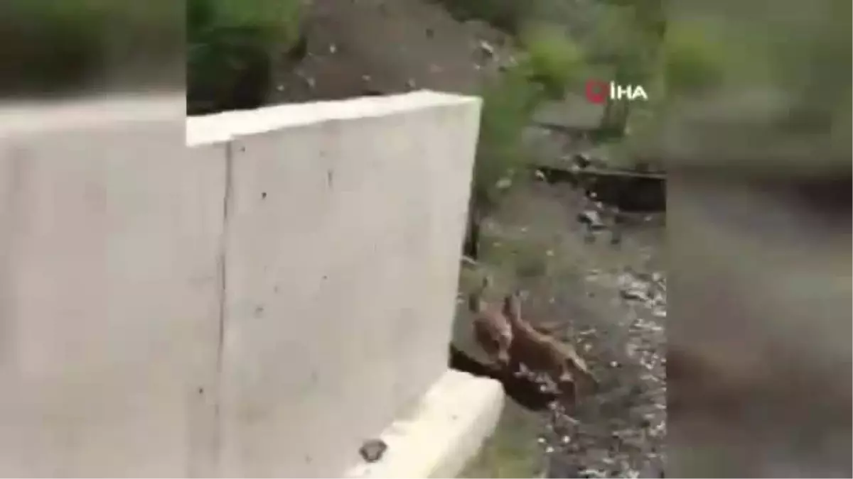 Tünele Giren Yaban Keçileri Son Anda Kurtuldu