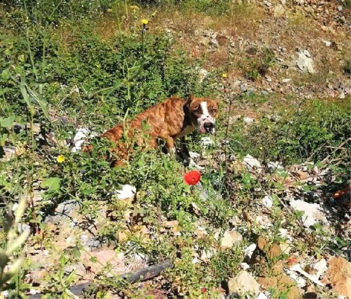 Bitkin Bulunan Pitbull Cinsi Köpeğe Hayvanseverler Sahip Çıktı