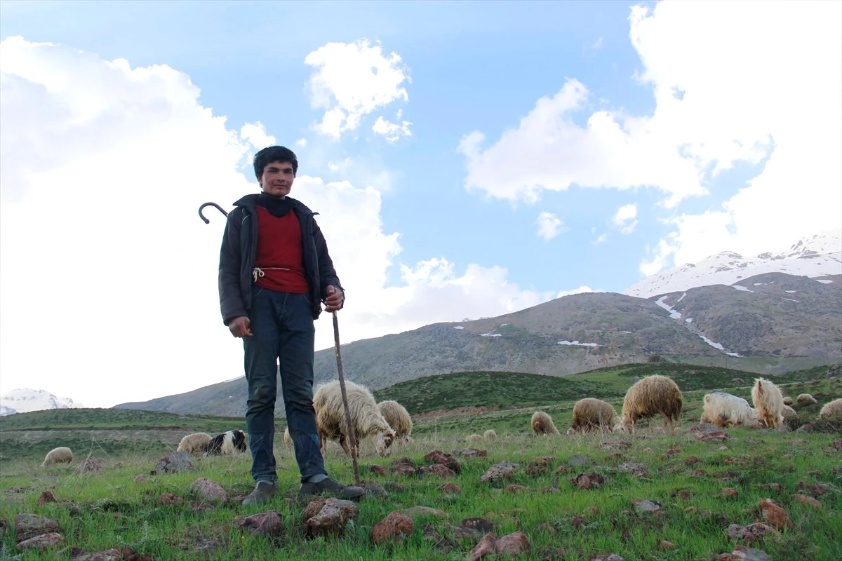 Çobanların İlkbahardaki Zorlu Mesaisi