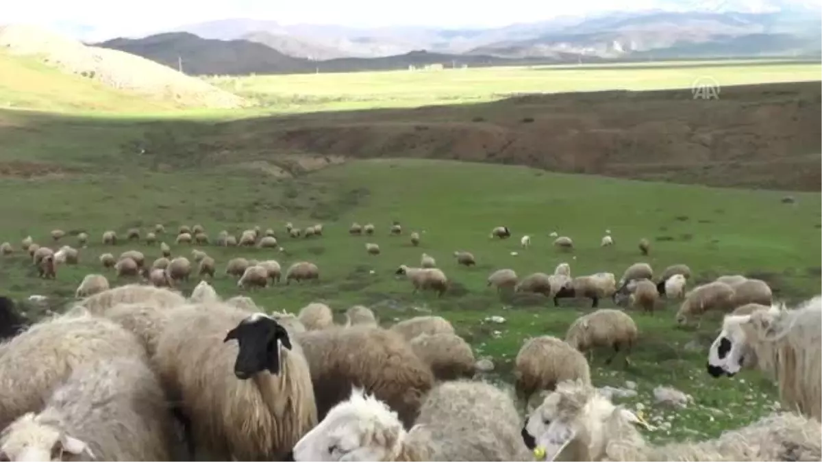 Çobanların İlkbahardaki Zorlu Mesaisi