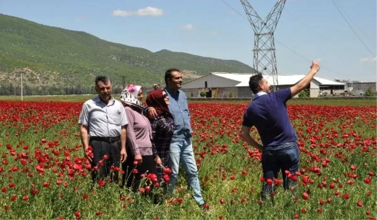 Gelinciklerin Oluşturduğu Manzara İlgi Çekti