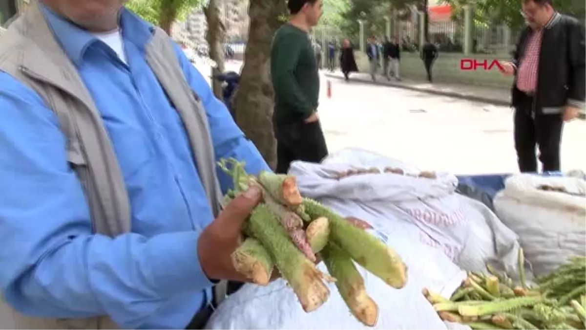 Siirt Işgın Bitkisi Köylülerin Geçim Kaynağı