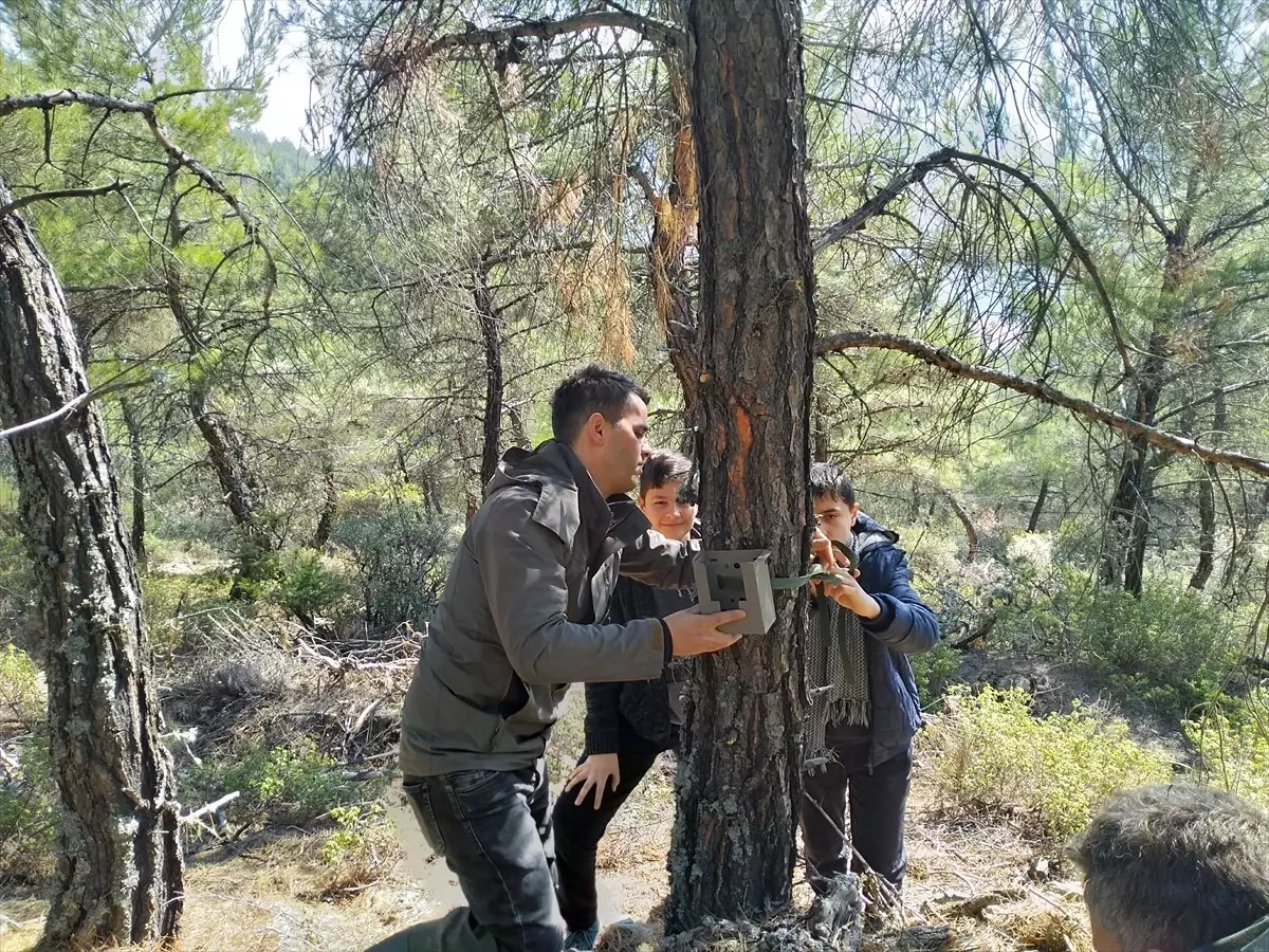 Sinop\'ta Yaban Hayatı Fotokapanla Görüntülendi