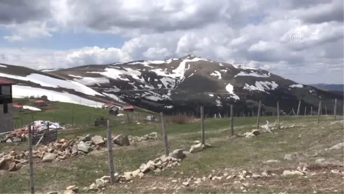 Baharda Yayla Yollarında Kar Temizliği - Ordu