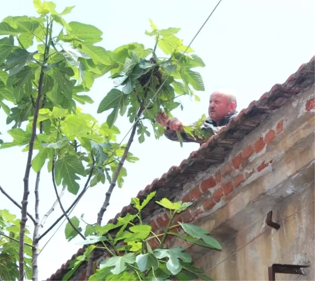 Caddedeki İncir Ağacına Arılar Oğul Verdi