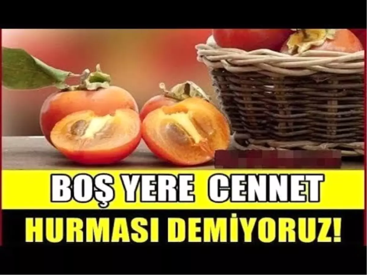 Japonlar Boşuna Cennet Hurması Tüketmiyor... Sağlığa Faydaları O Kadar Çok Ki….