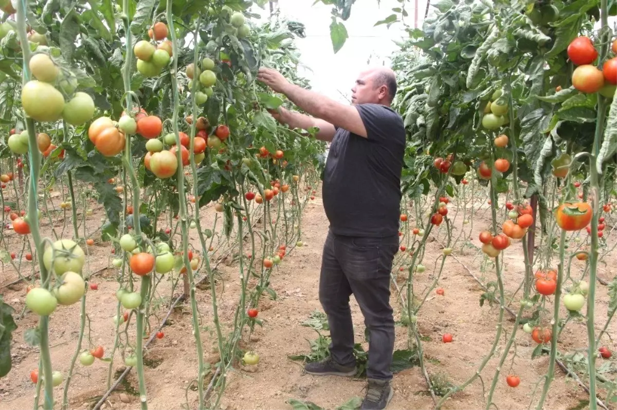 Domates Fiyatları Uzun Aradan Sonra Üreticisini Güldürdü