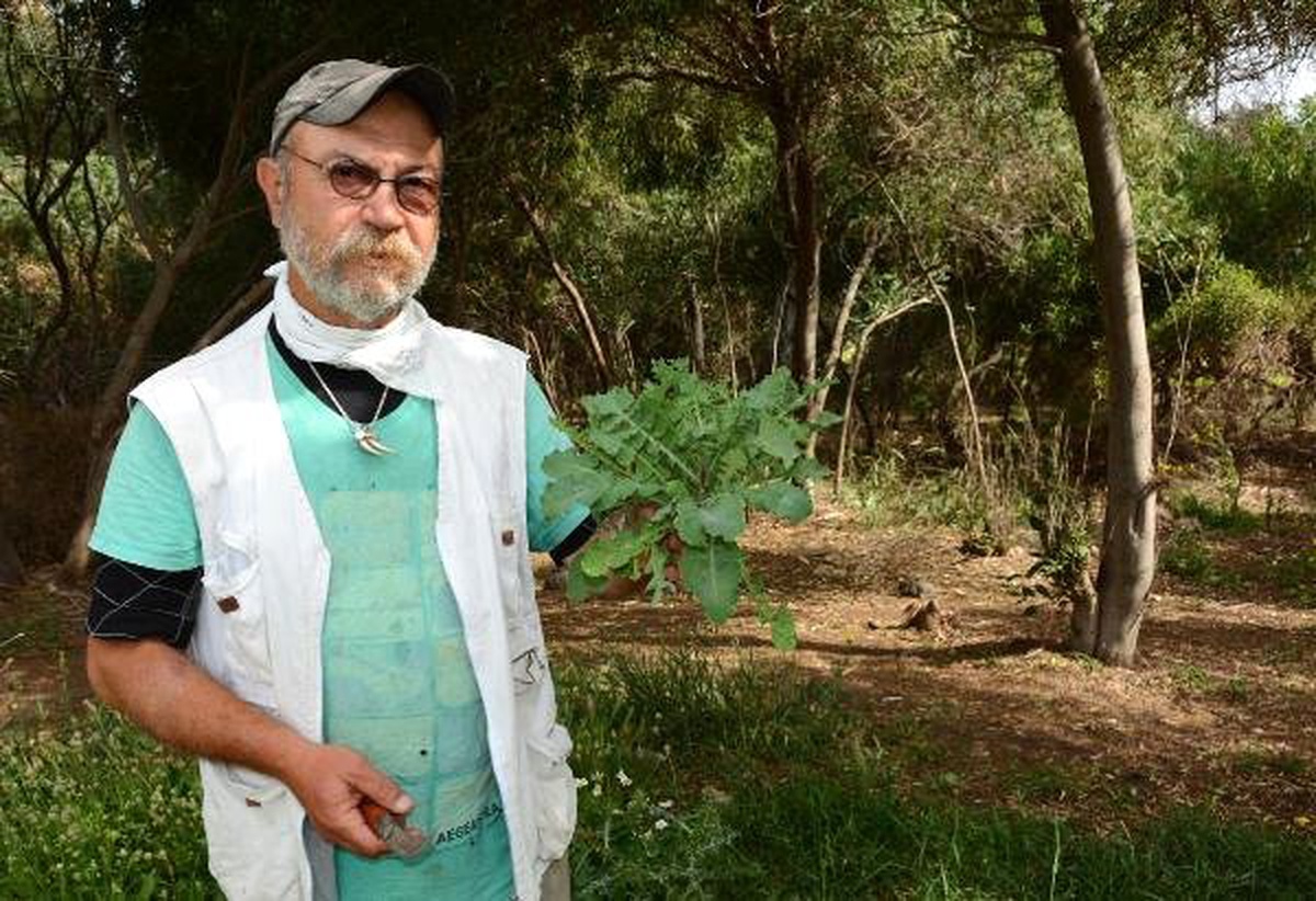 Ege\'nin Vazgeçilmez Lezzeti Otlar Doğadan Toplanıyor