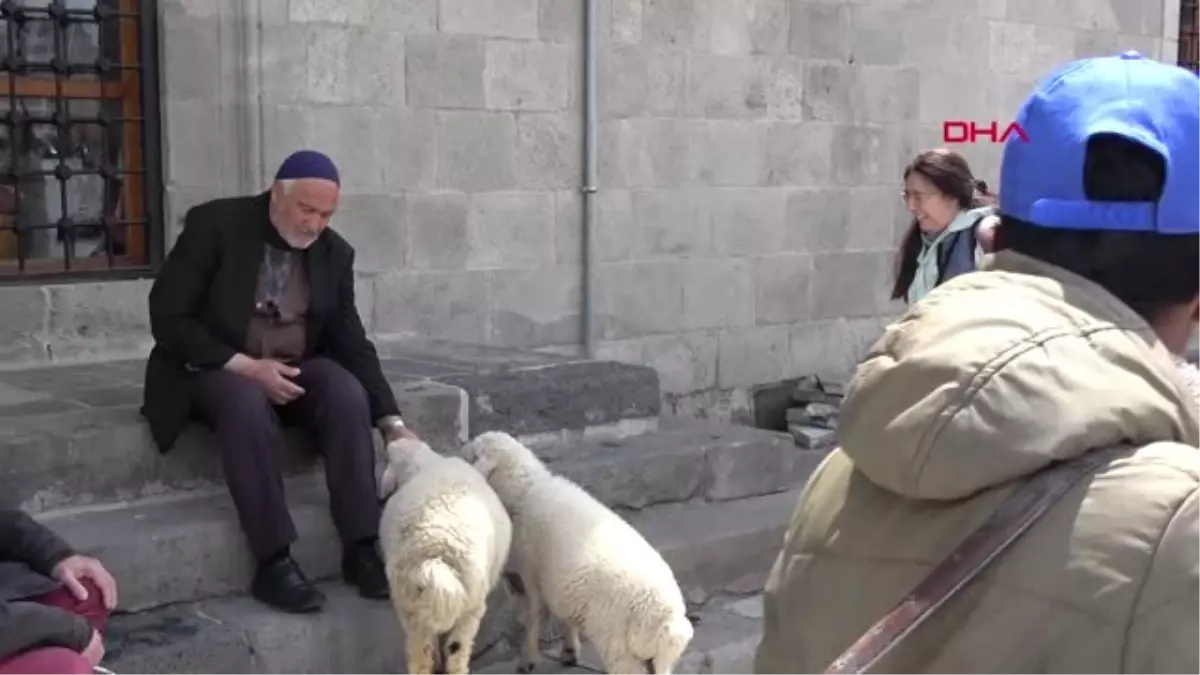 Erzurum Kuzuları Yanından Ayrılmıyor