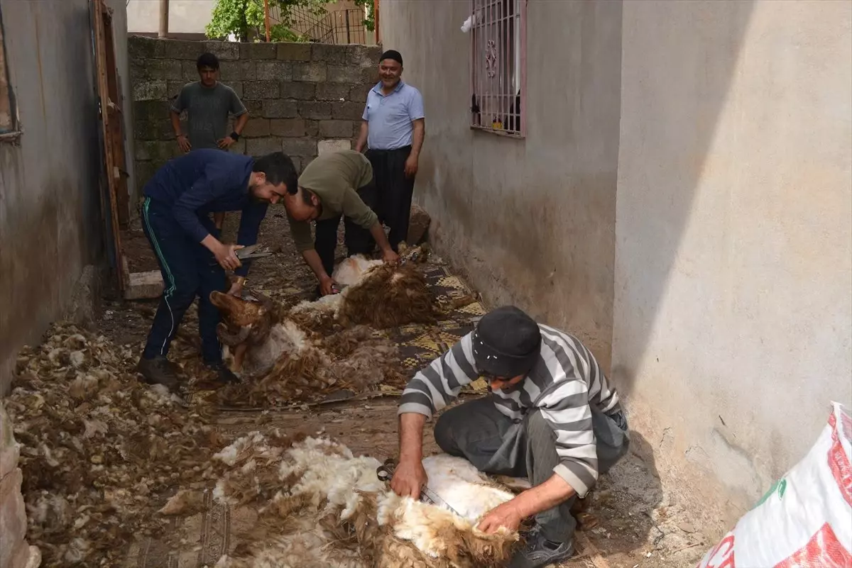 Gaziantep\'te Koyun Kırkım Zamanı