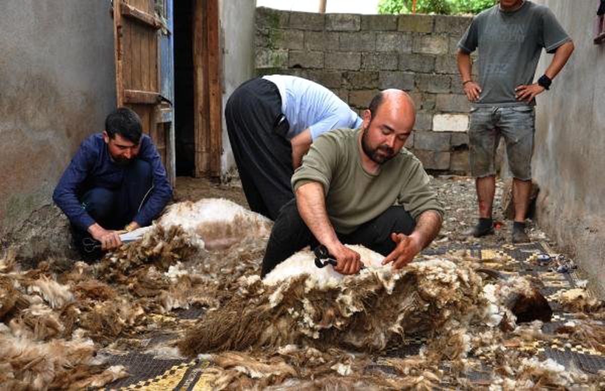 Havalar Isındı Koyunlarda Kırkma Başladı
