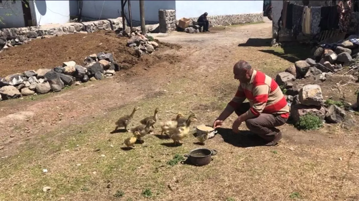 Kaz Yavrularına Gözü Gibi Bakıyor