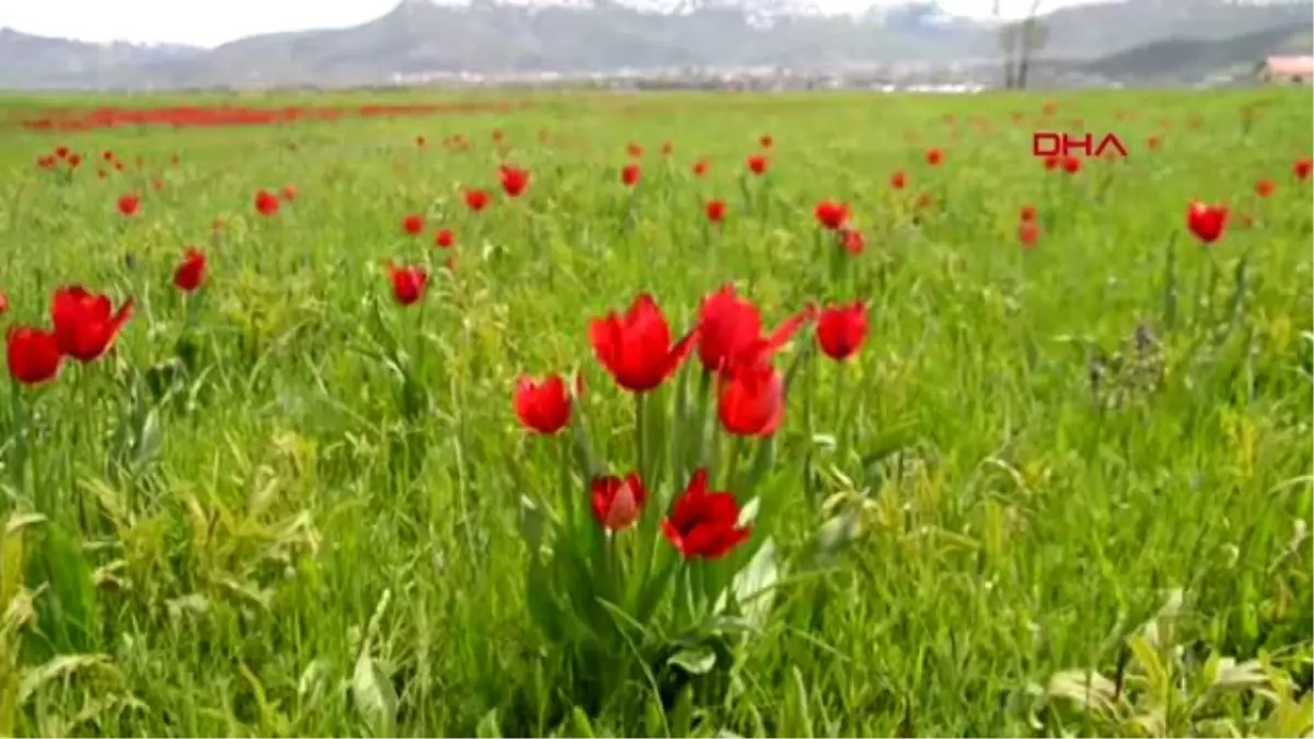 Muş Laleleri Fotoğraflamak İçin Antalya ve Ankara\'dan Geldiler