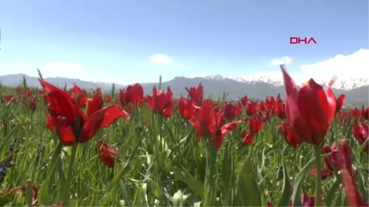 Muş Laleleri Fotoğraflamak İçin Antalya ve Ankara\'dan Geldiler