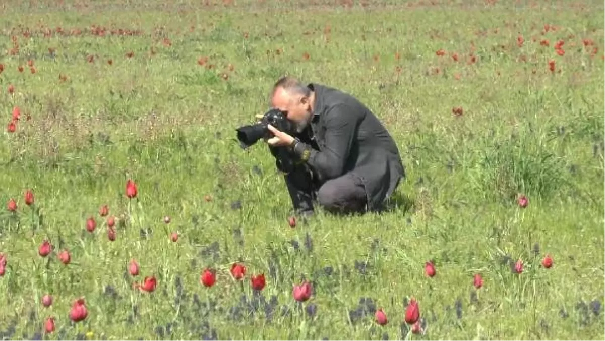 Muş Lalesini Fotoğraflamak İçin Antalya ve Ankara\'dan Geldiler