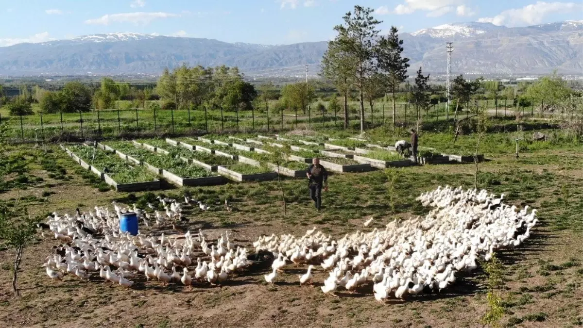 Ramazanda Ördek Sesiyle Stres Atıyorlar