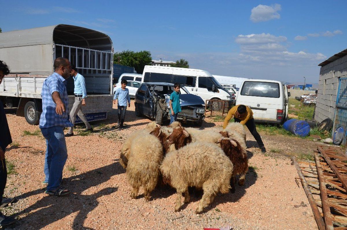 Şanlıurfa\'dan Kaçak Yollarla Getirilen 50 Koyun Ele Geçirildi