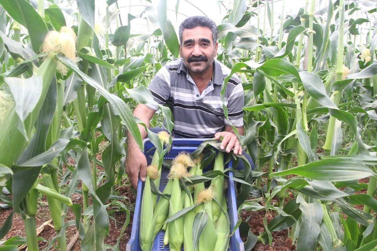 Antalyalı Çiftçi Serasında Ezber Bozdu