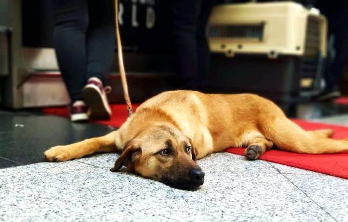 Bacaklarından Vurulan Köpeğe ABD\'li Aile Sahip Çıktı
