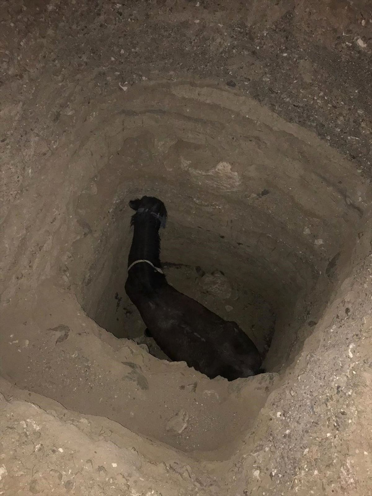Çukura Düşen At Kepçeyle Kurtarıldı