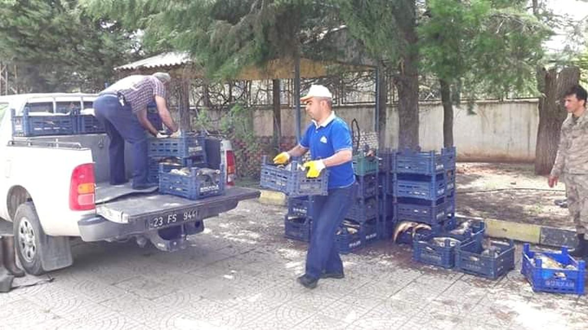 Elazığ\'da 800 Kilo Kaçak Balık Ele Geçirildi