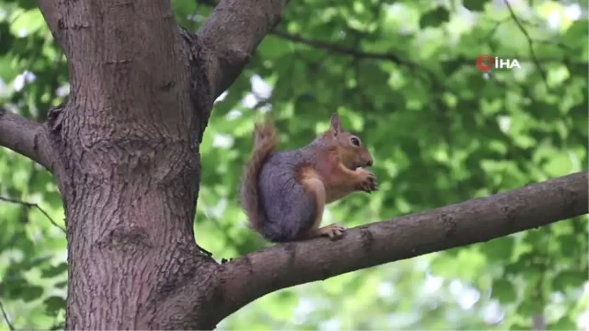 İstanbul\'un Sevimli Sincapları Renkli Görüntüler Oluşturdu