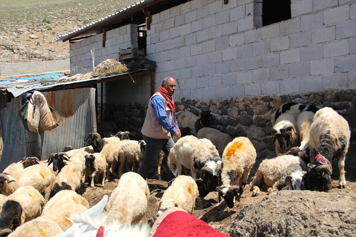Koyunların Arasına Karışan Dağ Ceylanı Yavrusu Koruma Altına Alındı