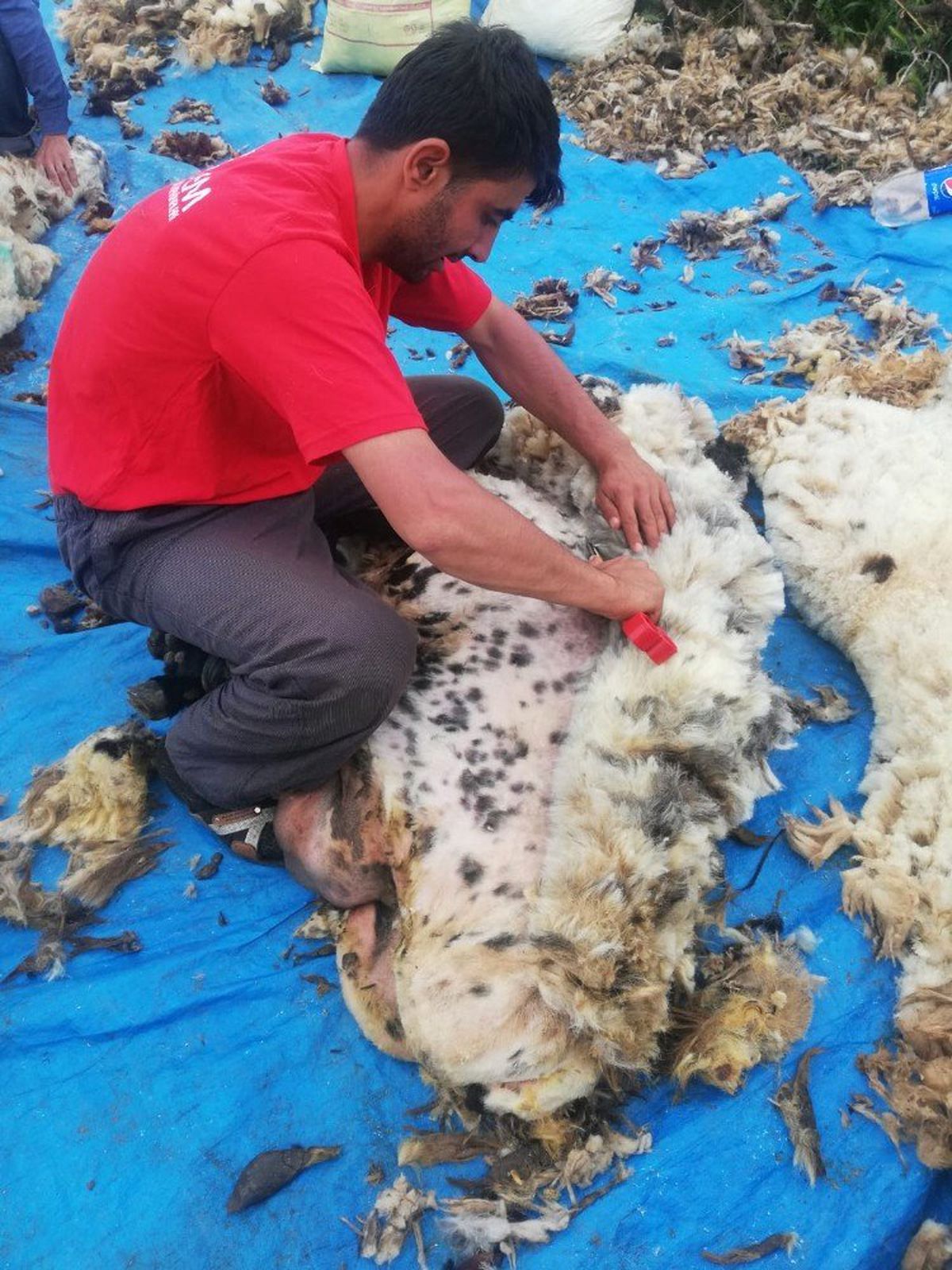 Mardin\'de Koyun Kırkma Sezonu Başladı