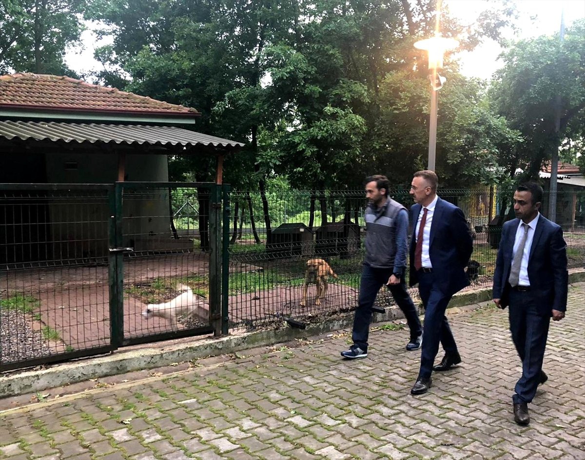 Sahipsiz Hayvanlar Rehabilitasyonu Projesi